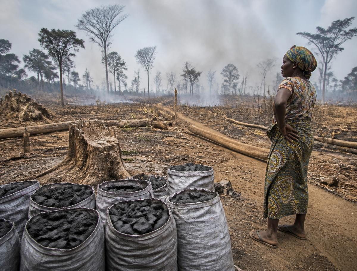 Charcoal sacks beside tree stumps in a cleared Zambian woodland