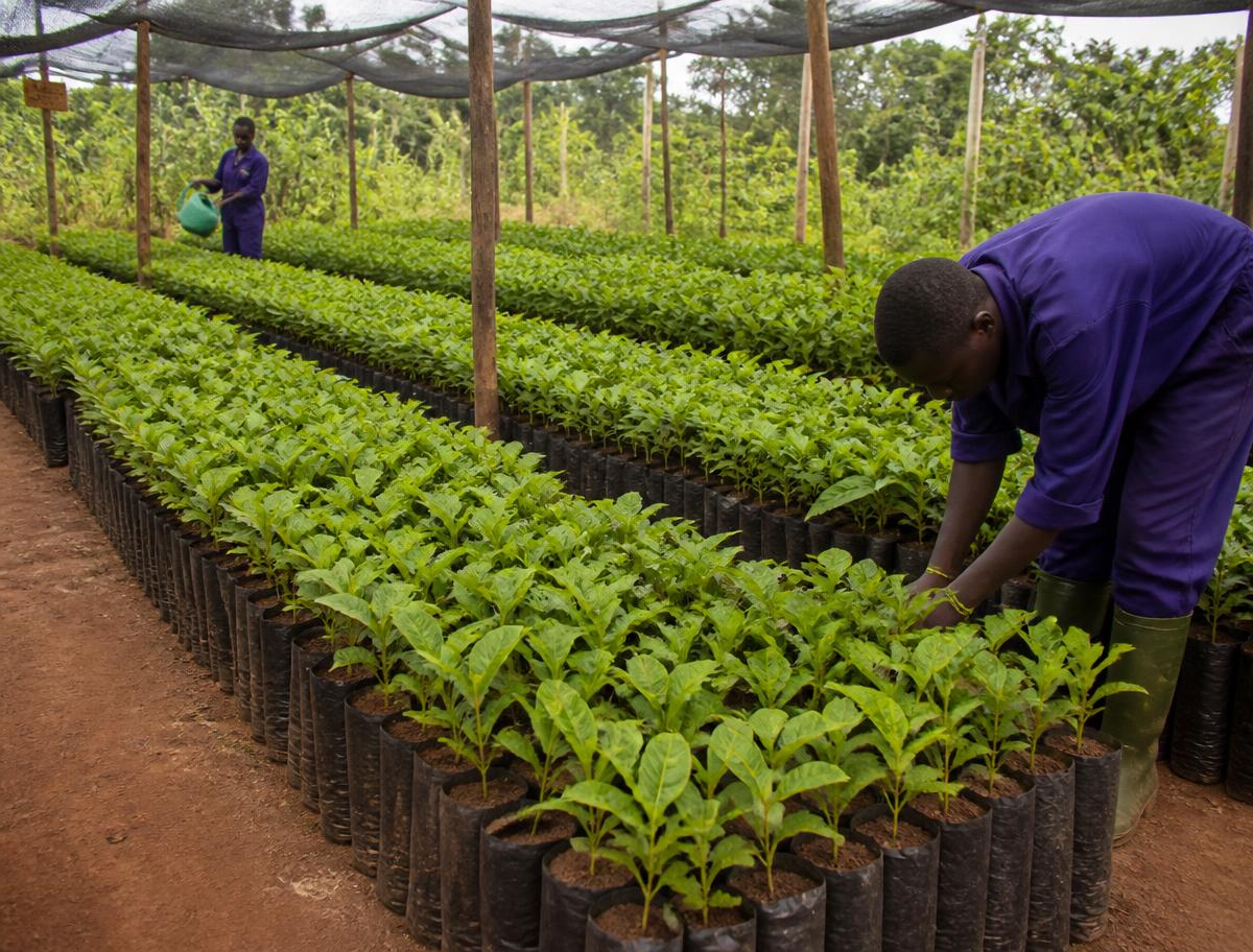 Seedlings in a shaded rural tree nursery